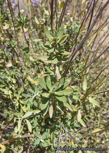 Image of Munz's sage