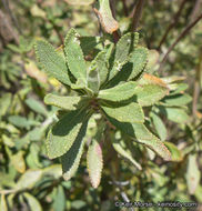 Image of Munz's sage