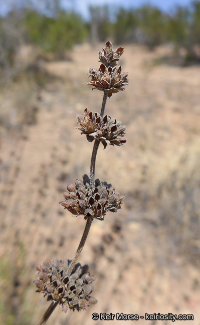 Image of Munz's sage