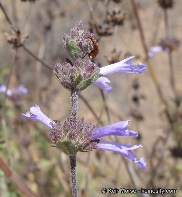 Image of Munz's sage