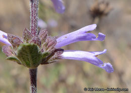 Image of Munz's sage