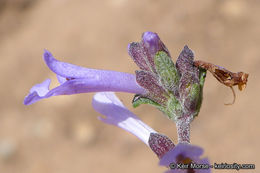 Image of Munz's sage