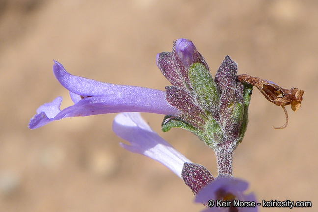 Imagem de Salvia munzii Epling