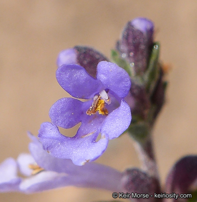 Imagem de Salvia munzii Epling