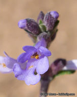 Image of Munz's sage