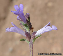 Image of Munz's sage