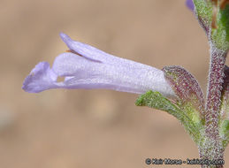 Imagem de Salvia munzii Epling