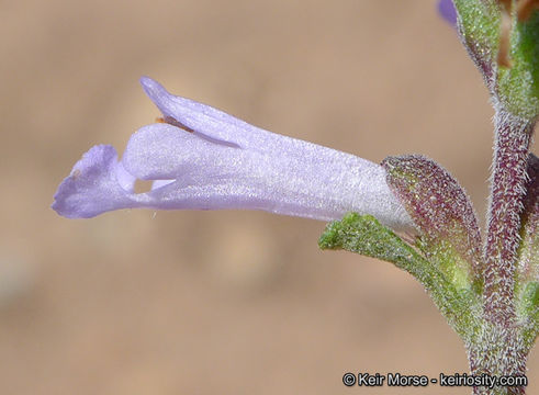 Image of Munz's sage