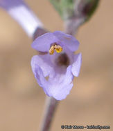 Image of Munz's sage