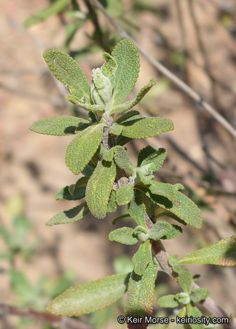 Image of Munz's sage