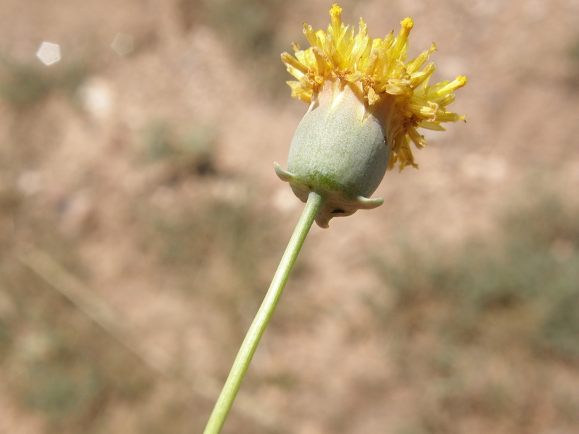 Image of Hopi tea greenthread