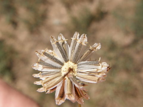 Image of Hopi tea greenthread