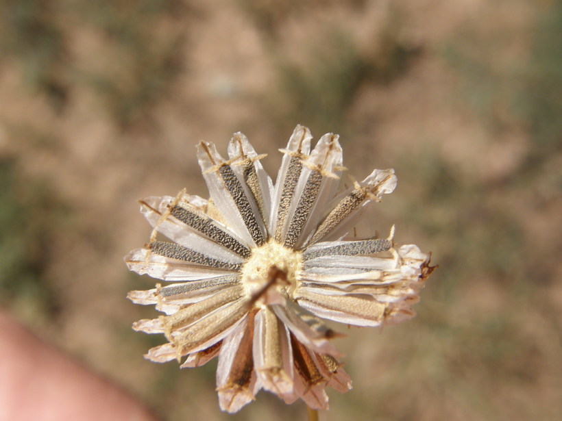 Image de Thelesperma megapotamicum (Spreng.) Herter