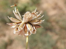 Image of Hopi tea greenthread