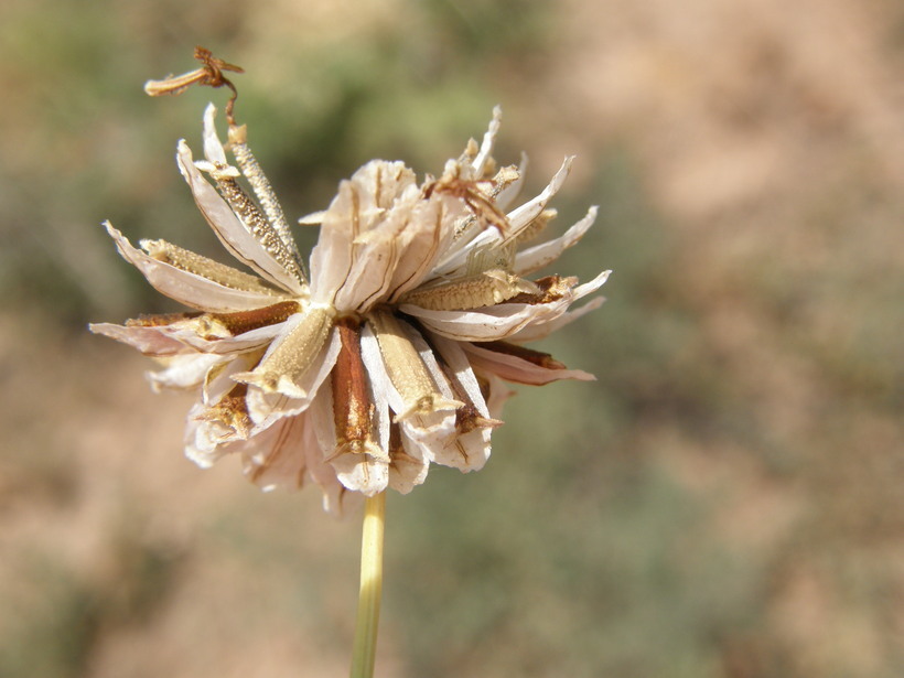 Image de Thelesperma megapotamicum (Spreng.) Herter