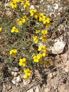 Image of Rocky Mountain zinnia