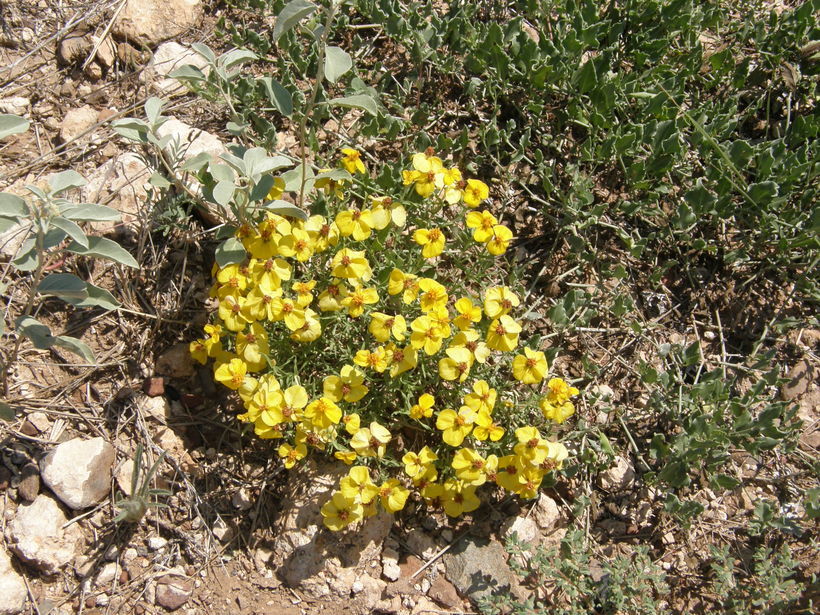 Image of Rocky Mountain zinnia