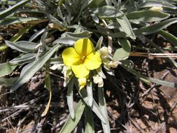 Physalis hederifolia var. fendleri (A. Gray) A. Cronquist的圖片