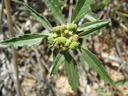 Слика од Euphorbia davidii Subils