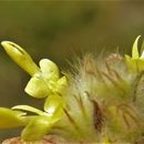 Image of dwarf prairie clover