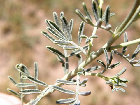 Plancia ëd Dalea pogonathera A. Gray