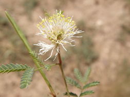 Image of Cooley's bundleflower