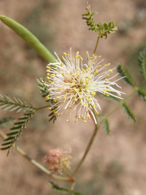 Image of Cooley's bundleflower