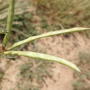 Image of Cooley's bundleflower