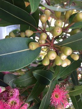 Image of redgum