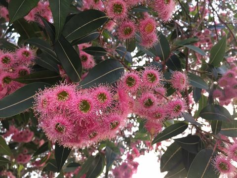 صورة Corymbia calophylla (Lindl.) K. D. Hill & L. A. S. Johnson