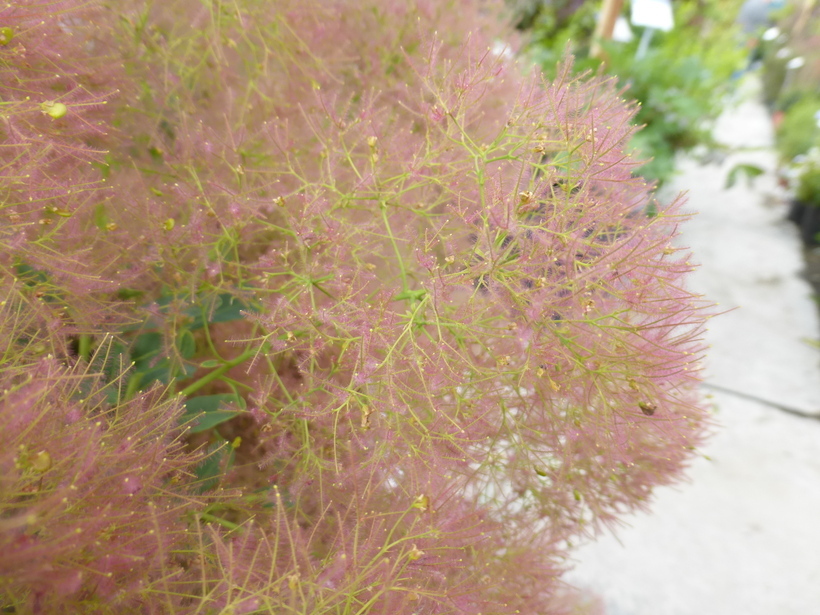 Cotinus coggygria Scop. resmi