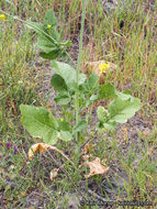 Image of black mustard