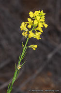 Image of black mustard