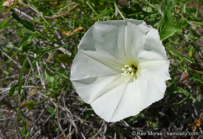 Image of island false bindweed