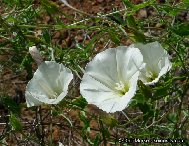 Image of island false bindweed