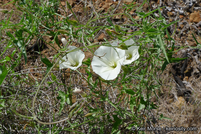 Image of island false bindweed