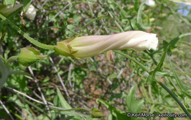 Image of island false bindweed