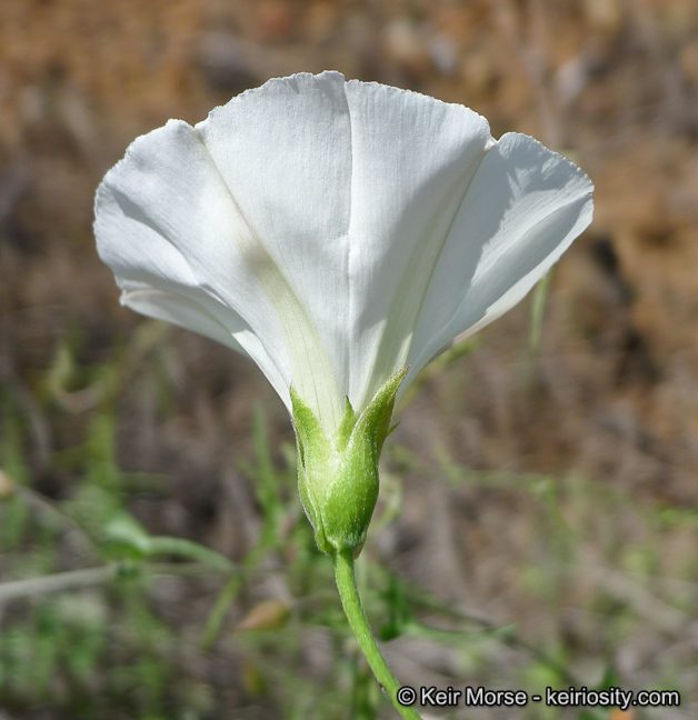 Image of island false bindweed