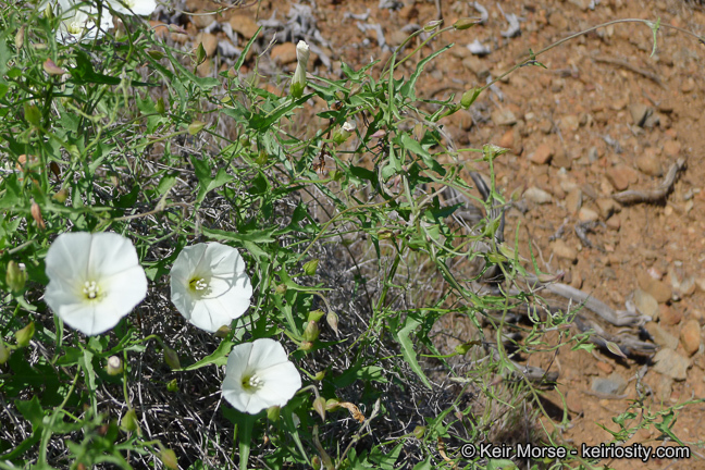 Image of island false bindweed