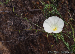 Image of island false bindweed