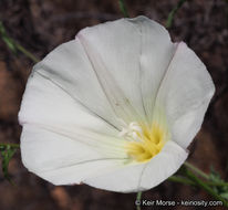 Image of island false bindweed