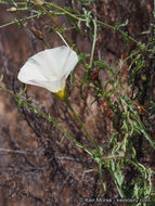 Image of island false bindweed