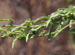 Image of island false bindweed