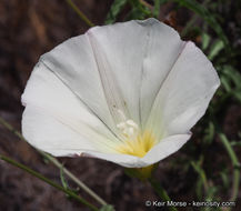 Image of island false bindweed