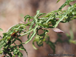 Image of island false bindweed