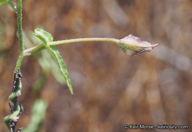 Image of island false bindweed