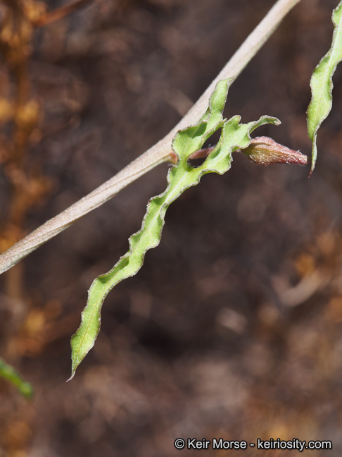 Image of island false bindweed