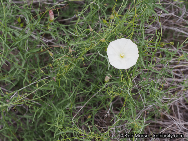 Image of island false bindweed