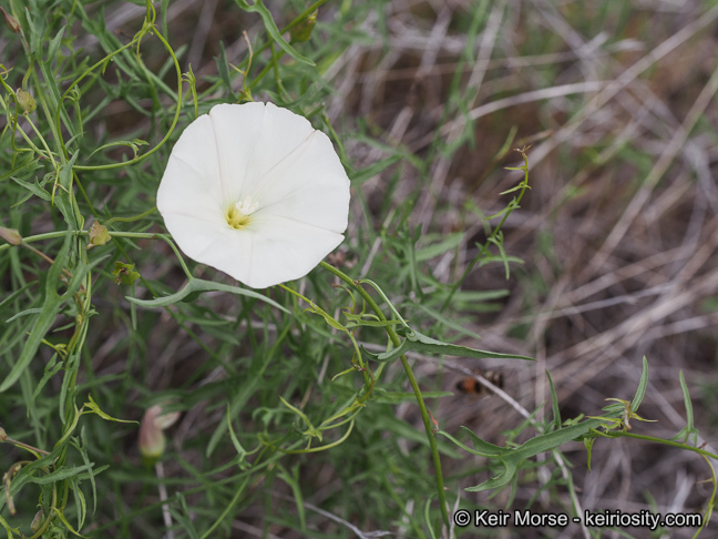 Image of island false bindweed