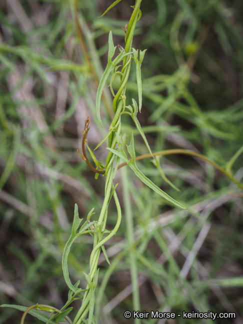 Image of island false bindweed